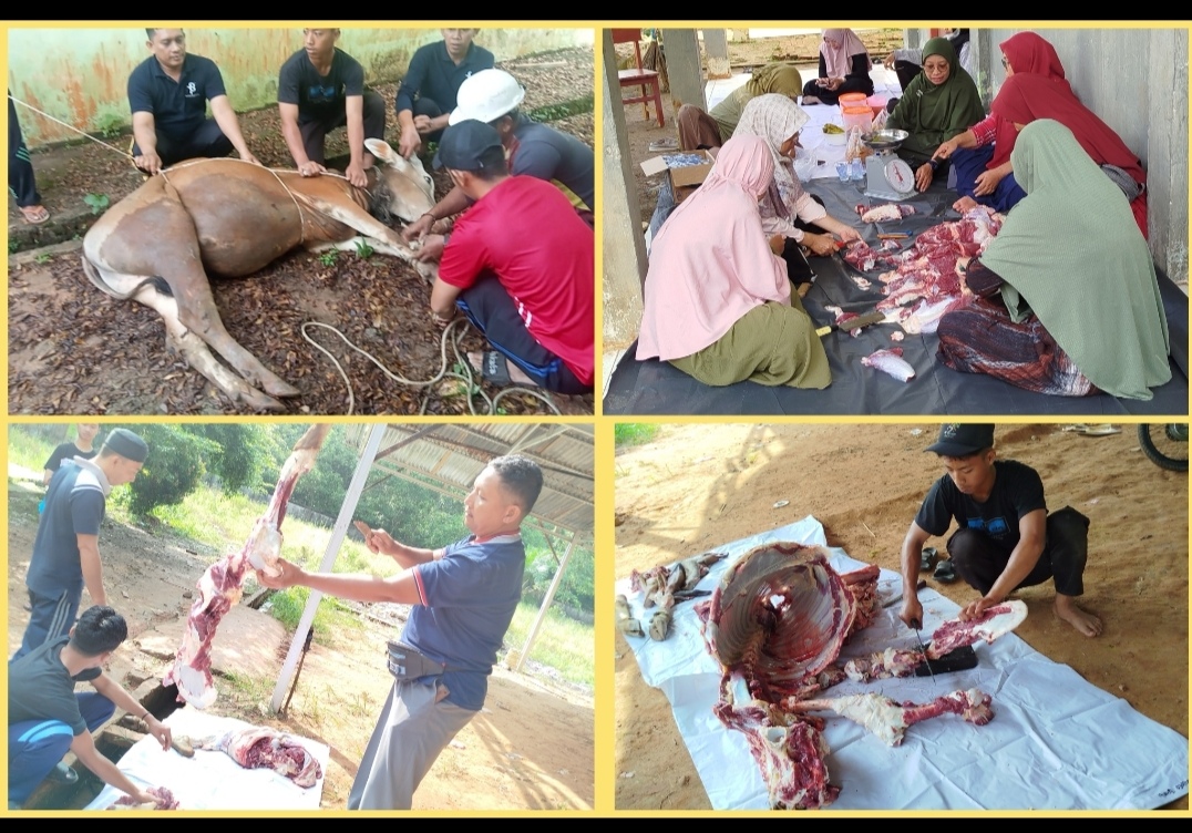 Hari Ini, MAN 1 Muaro Jambi Melaksanakan Pemotongan Hewan Qurban Hari Ini, MAN 1 Muaro Jambi Melaksanakan Pemotongan Hewan Qurban