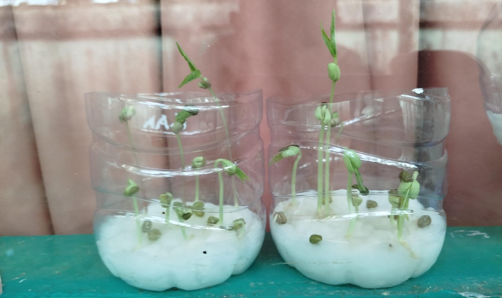 Guru Biologi Ajarkann Cara Membuat Kecambah Kacang Hijau Pakai Kapas