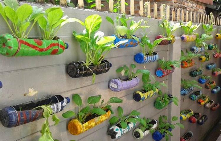 Kelas XD Akan Menanfaatkan Botol Bekas Untuk Membuat Pot Kelas XD Akan Menanfaatkan Botol Bekas Untuk Membuat Pot