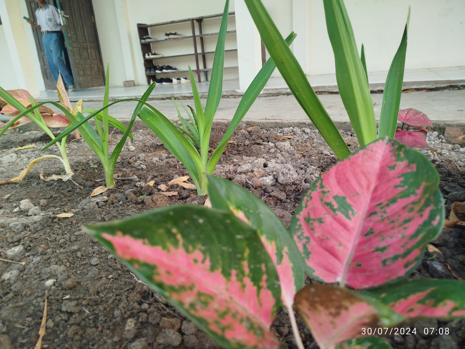 Kelas Xll D Percantik Taman Kelas dengan Aneka tanaman  depan kelas