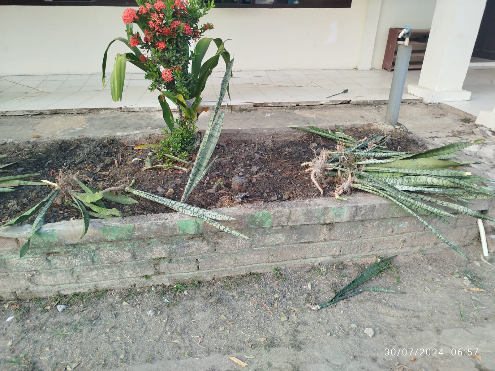 Taman kelas Xll B Akan Dipercantik Jelang HUT 17 RI