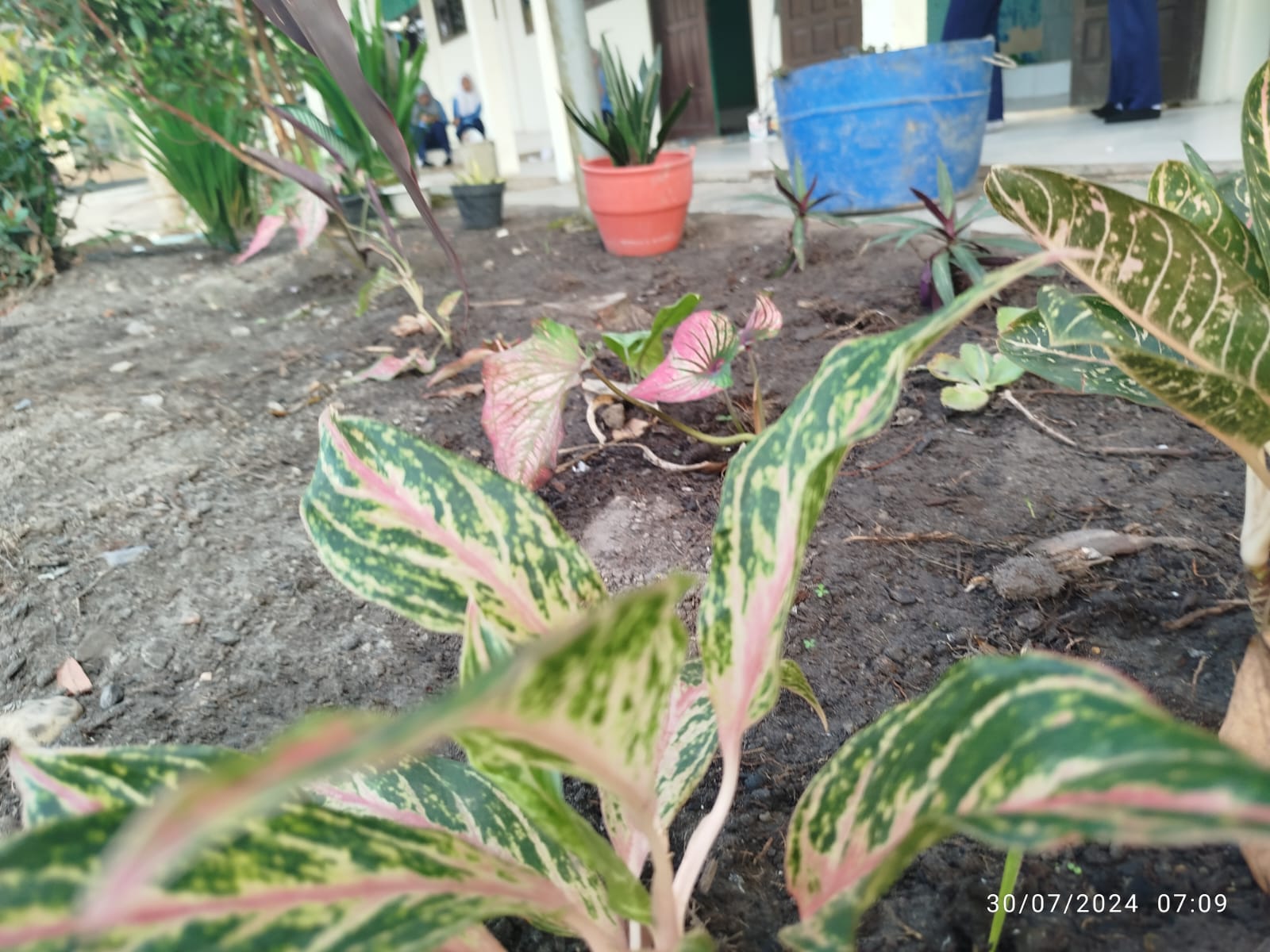 Tanaman Juga Perlu Perhatian Untuk Hidup Tanaman Juga Perlu Perhatian Untuk Hidup