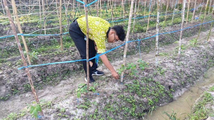 Siswa Kelas XII A Lakukan Pemupukan Tanaman Kacang Panjang untuk Tingkatkan Hasil Panen