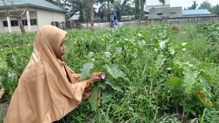 Panen Perdana Terong Kokurikuler Warnai Kegiatan Siswa Kelas X MAN 1 Muaro Jambi