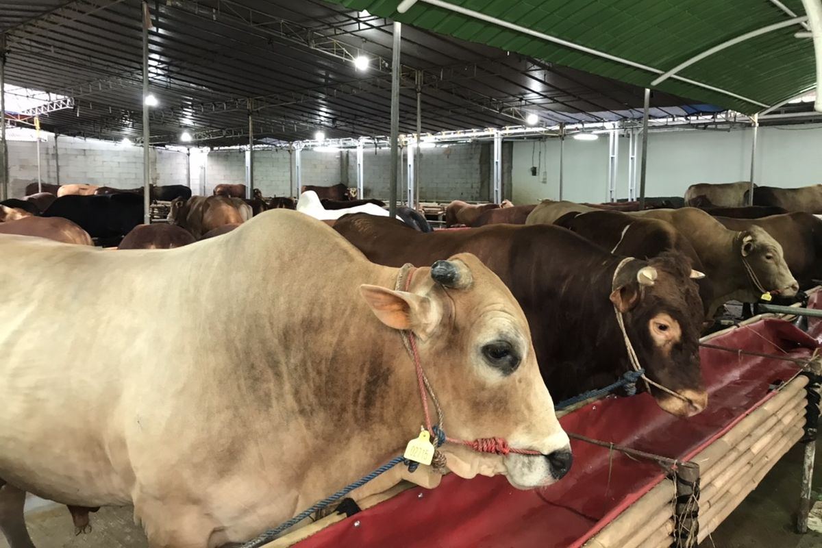 Jelang Lebaran Qurban, Panitia Qurban Berburu Sapi