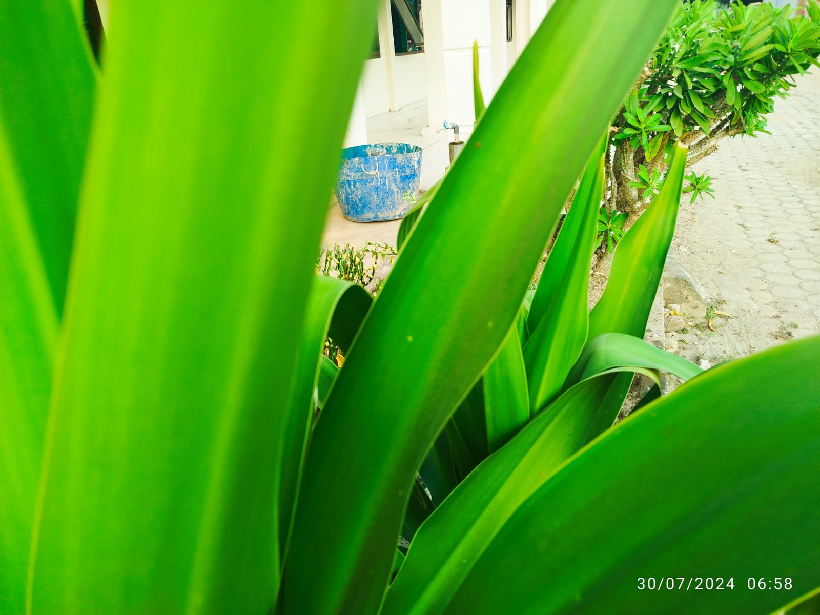 Aneka Tanaman di Taman Kelas XIA Aneka Tanaman di Taman Kelas XIA